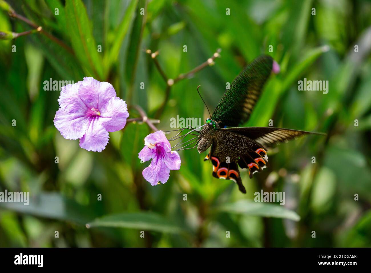 butterfly on flower in the jungle of Cuc Phuong Stock Photo