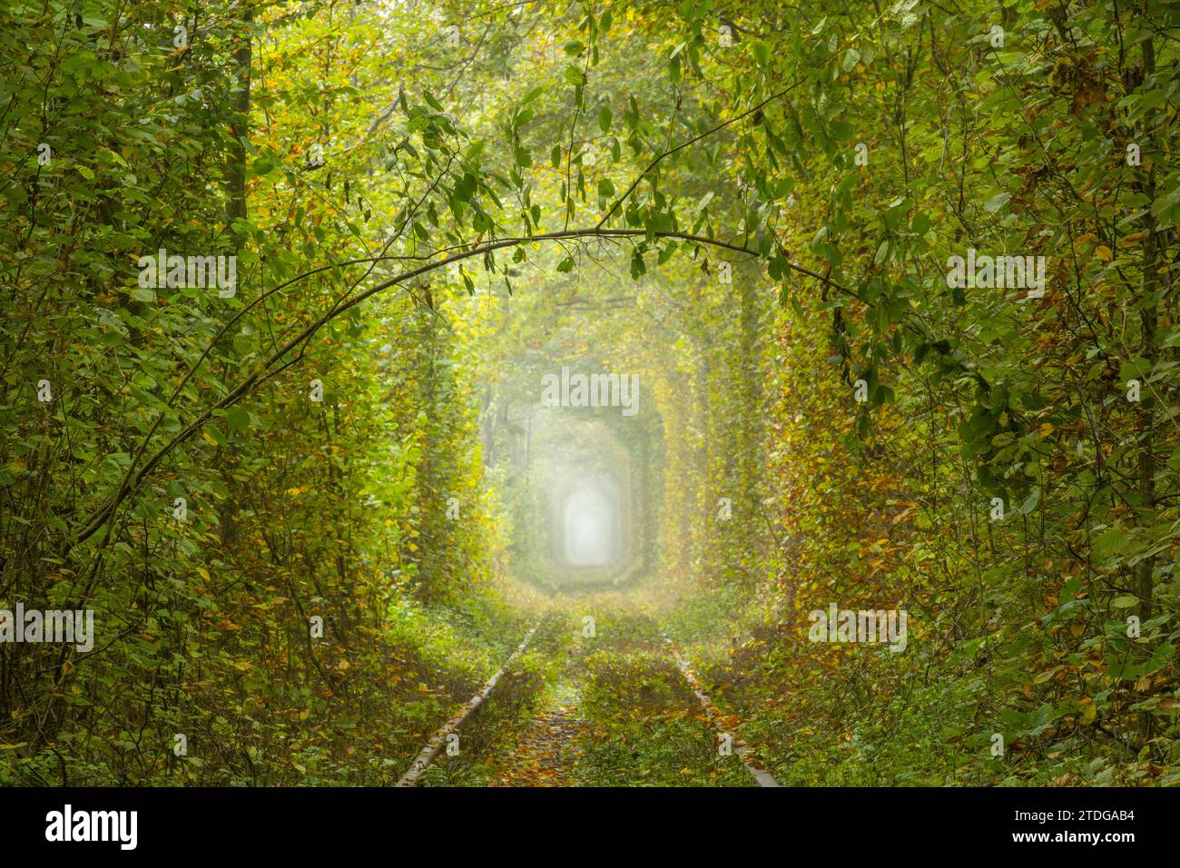 Autumn day in the Rivne region of Ukraine. Tunnel of love in Klevan. Dense deciduous forest and romantic branch Stock Photo
