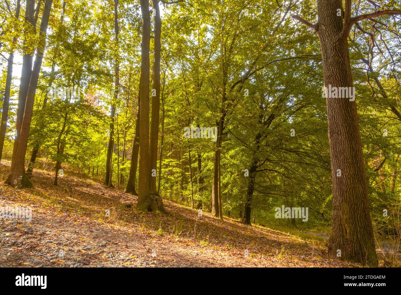 Autumn leafy park. The sun illuminates the hillside through the foliage Stock Photo