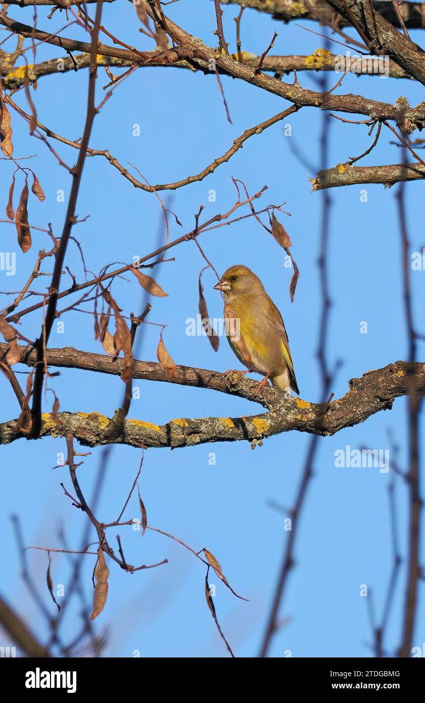 European greenfinch, Grünfink, Verdier d'Europe, Chloris chloris, zöldike, Budapest, Hungary, Magyarország, Europe Stock Photo