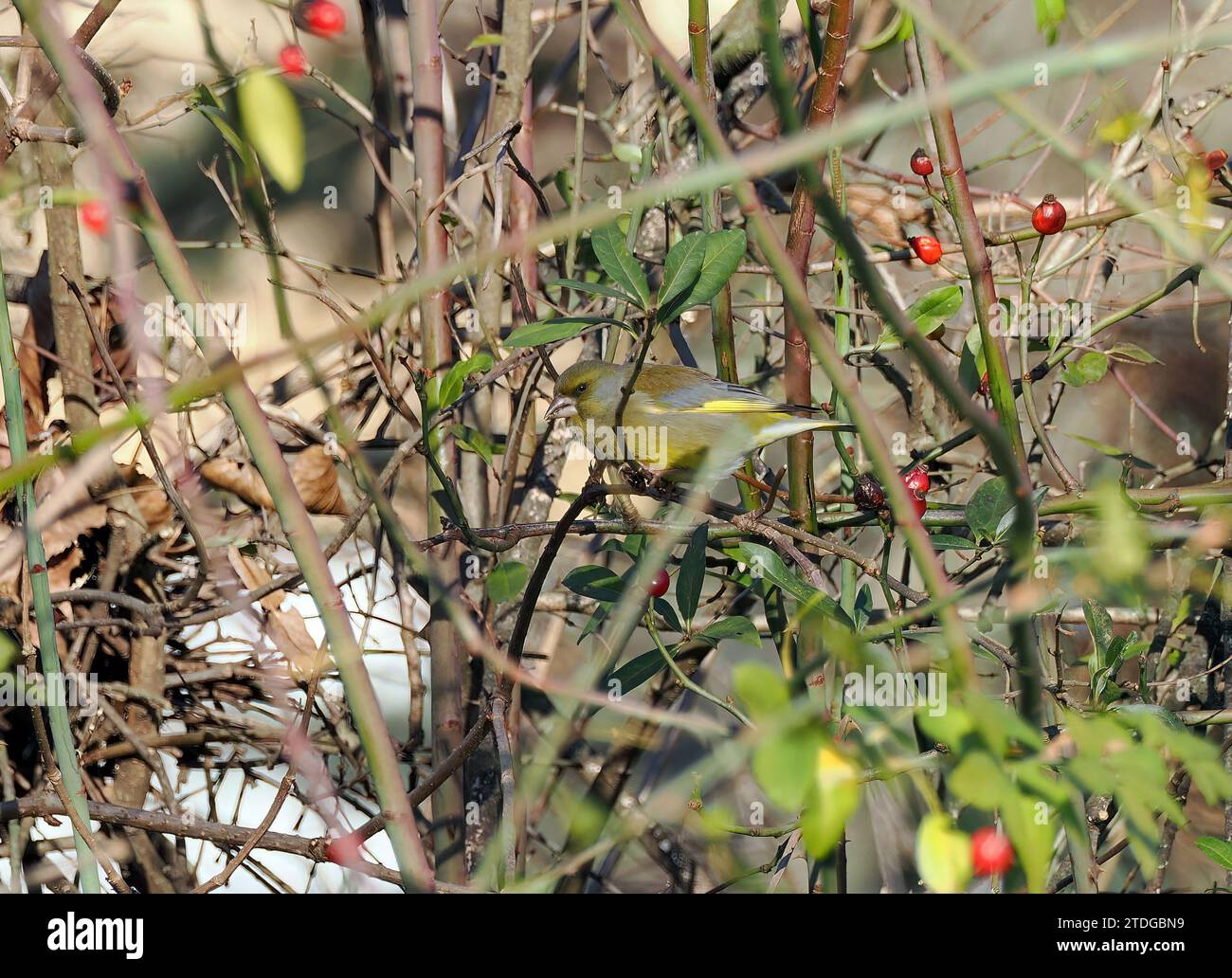 European greenfinch, Grünfink, Verdier d'Europe, Chloris chloris, zöldike, Budapest, Hungary, Magyarország, Europe Stock Photo