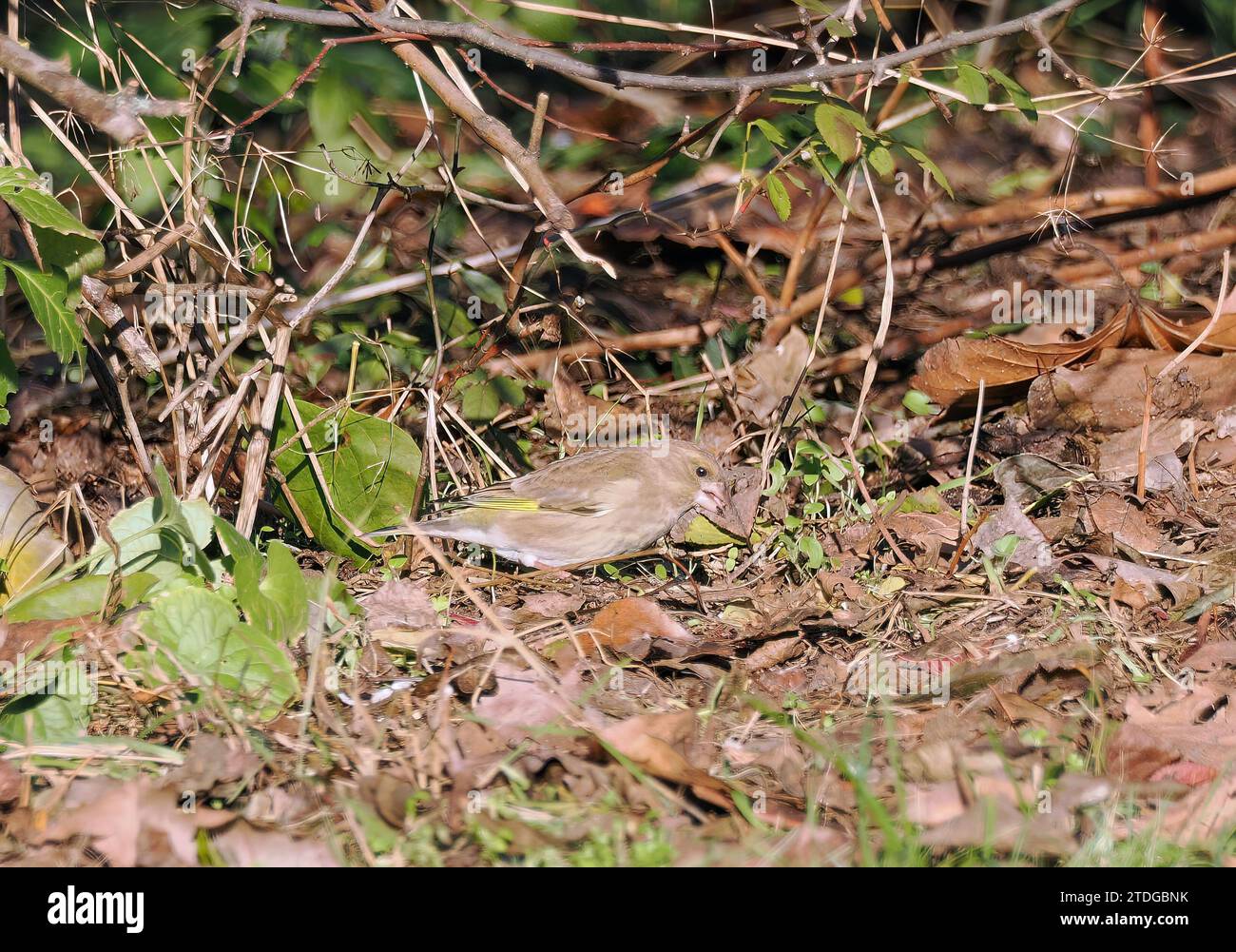 European greenfinch, Grünfink, Verdier d'Europe, Chloris chloris, zöldike, Budapest, Hungary, Magyarország, Europe Stock Photo