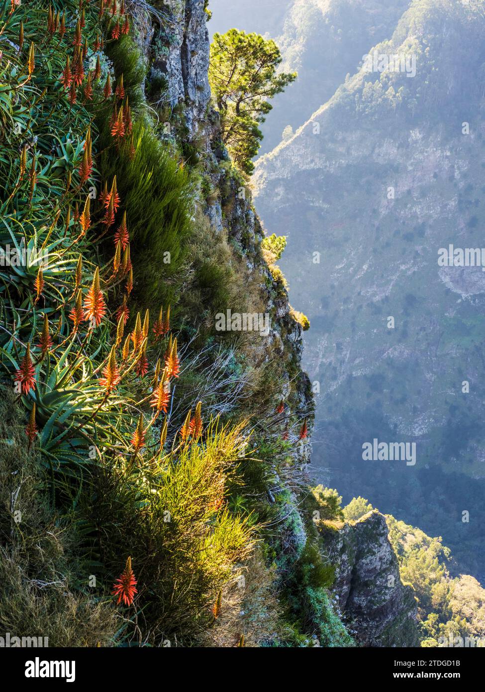 Red Hot Pokers growing wild up the mountainside at Eira do Serrado in Madeira. Stock Photo