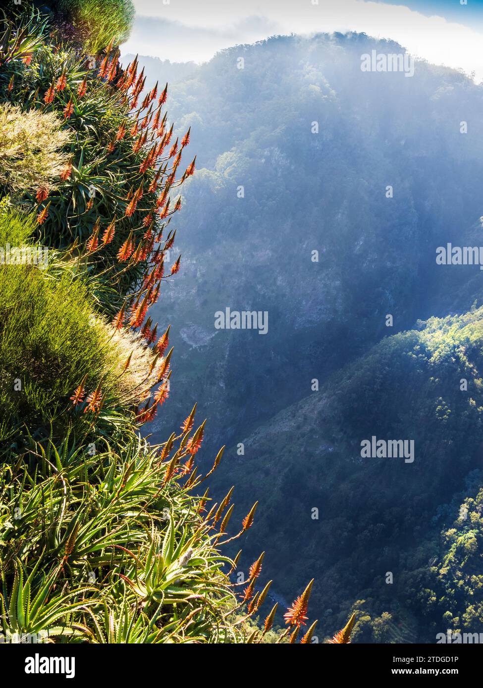 Red Hot Pokers growing wild up the mountainside at Eira do Serrado in Madeira. Stock Photo