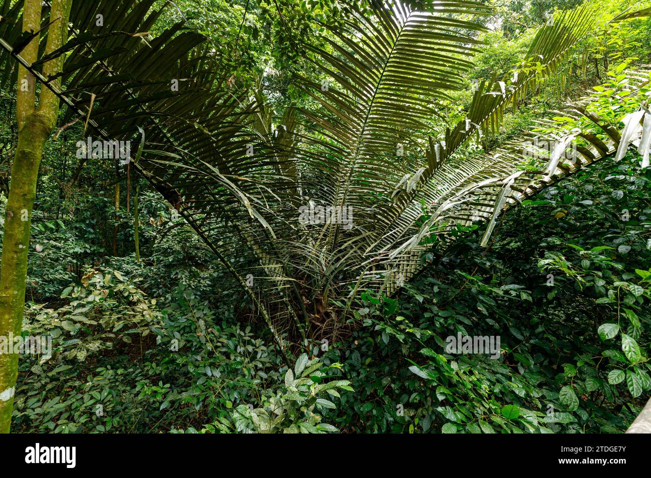 Leaves and Trees in the Jungle of Cuc Phuong National Park in Vietnam