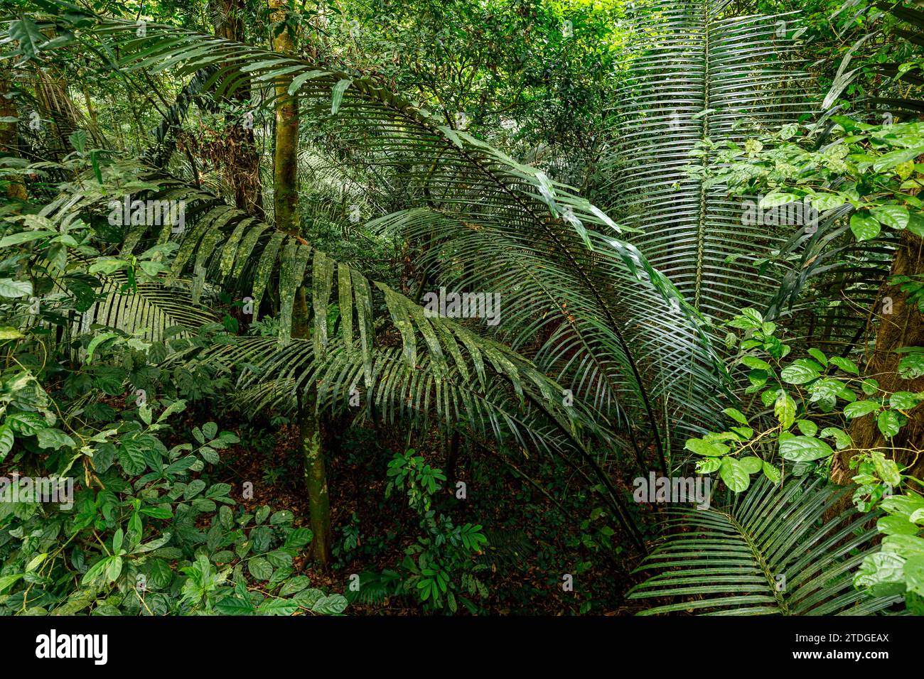 Leaves and Trees in the Jungle of Cuc Phuong National Park in Vietnam