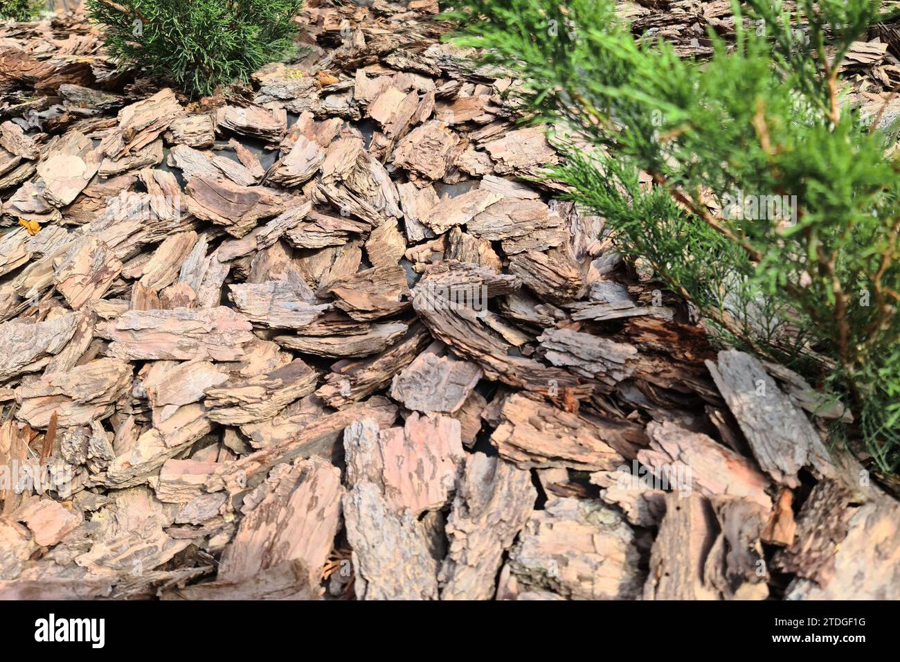 Tree bark mulch laid under coniferous bushes used in gardening Stock