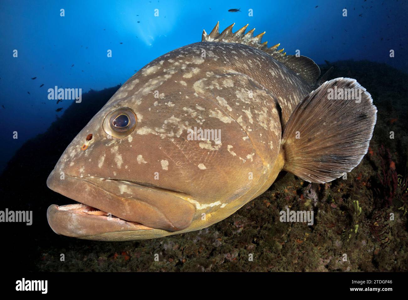 Nassau Grouper School Hi res Stock Photography And Images Alamy nassau-grouper-school-hi-res-stock-photography-and-images-alamy
