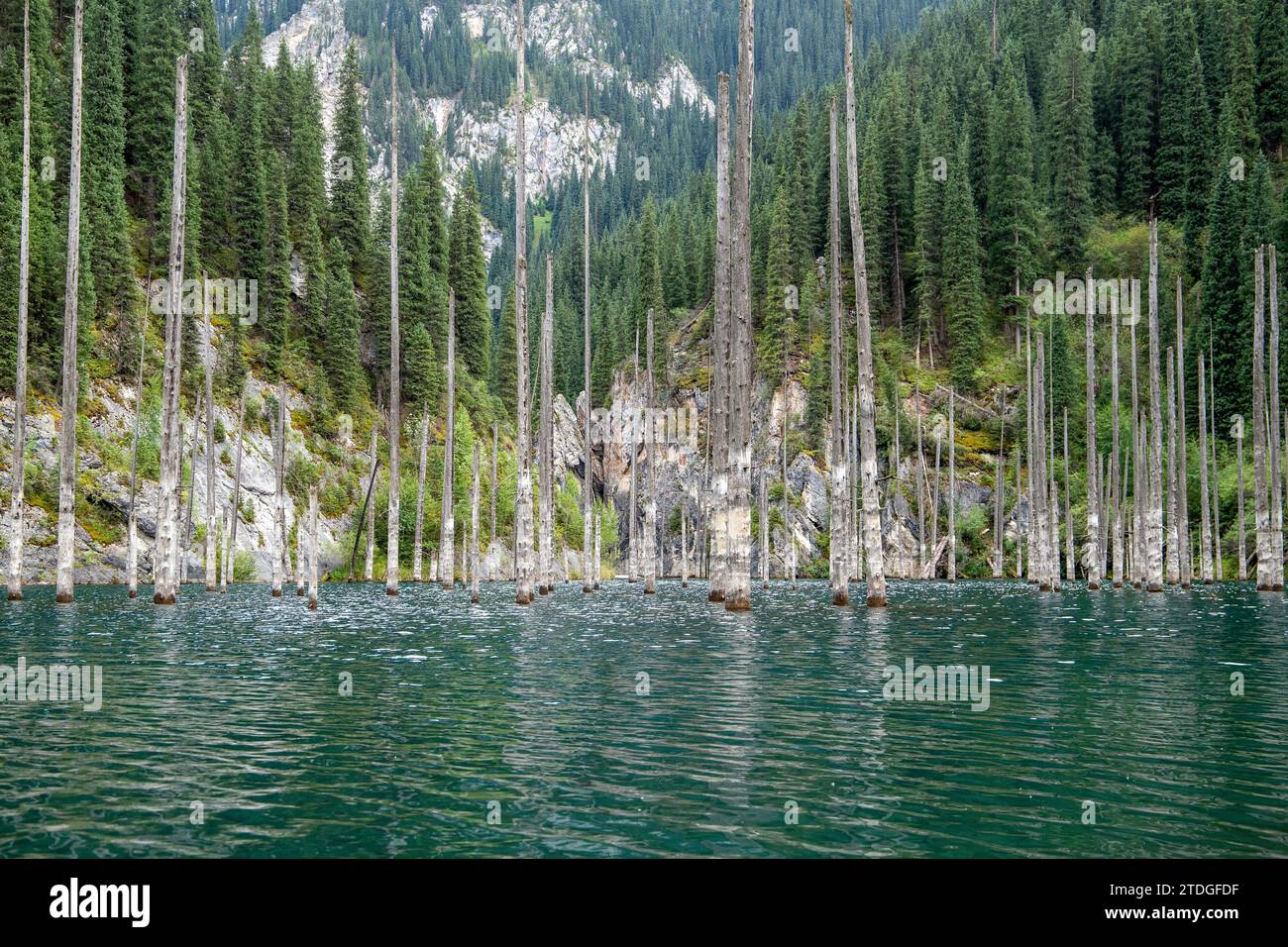 Bog trunks of spruce trees in water of Kaindy Lake, nature of central asia, Kazakhstan Stock Photo