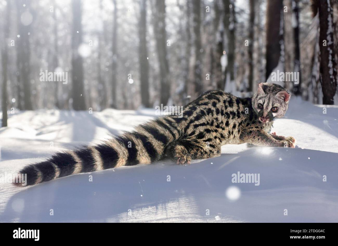 Common genet in front of nature background Stock Photo - Alamy