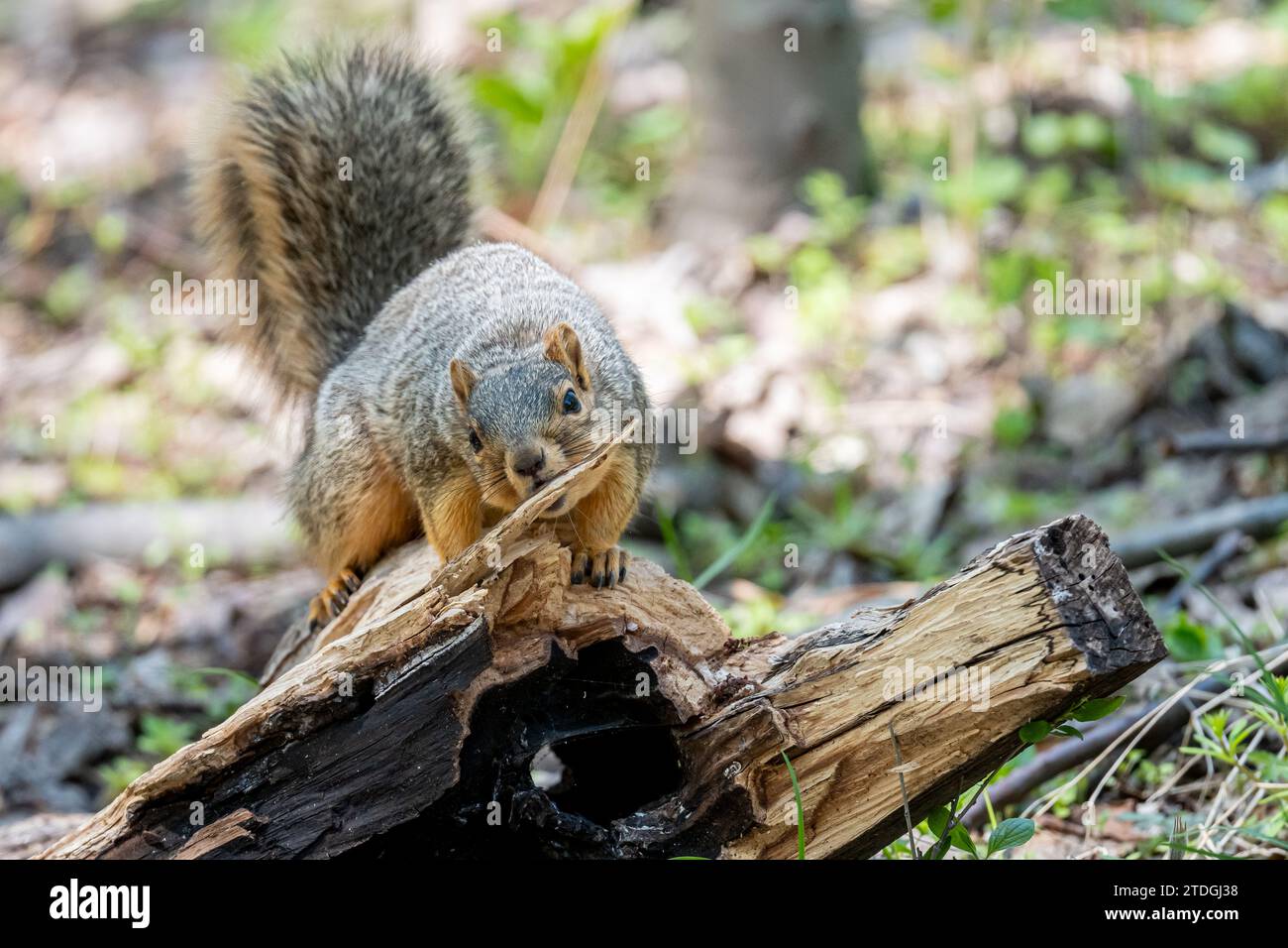 A fox squirrel (Sciurus niger) bites a branch on a downed tree  in the forest in the Spring in Michigan, USA. Stock Photo