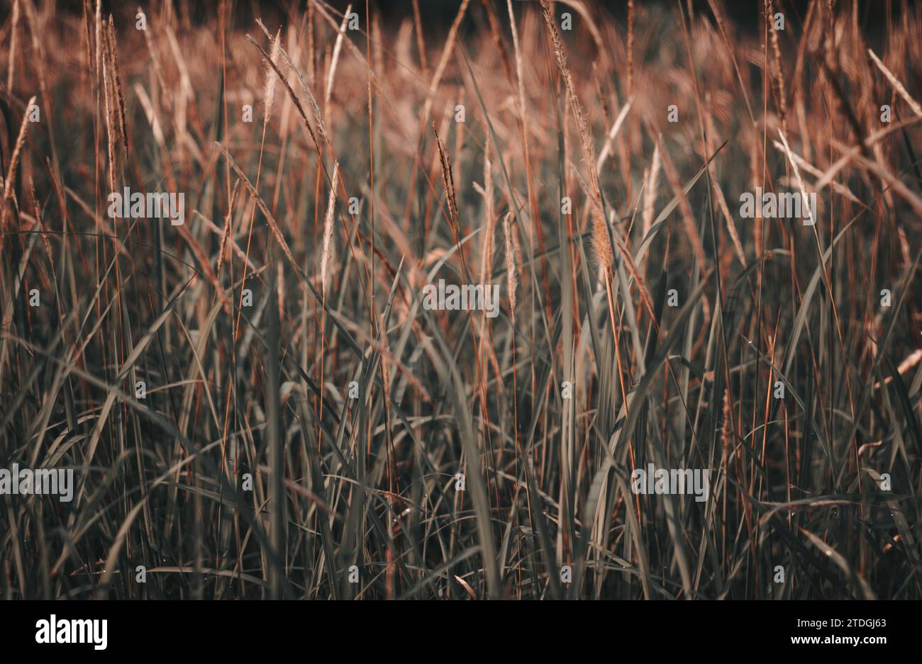 cylindrica reeds or cogon grass with Orange and teal preset Stock Photo ...