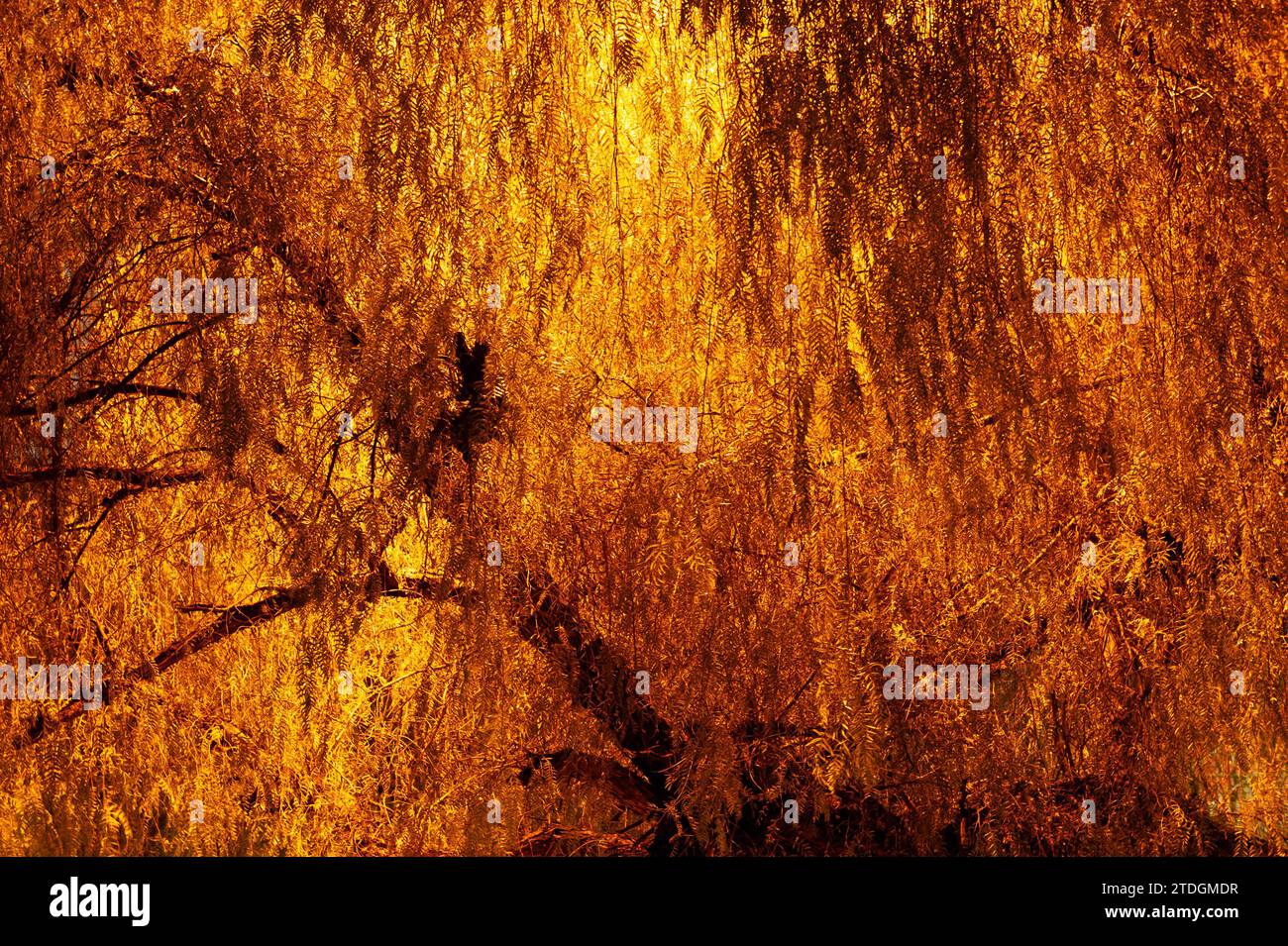 Abstract cloesup of the corwn of a tree, branches and leaves illuminated by artficial orange light at night. Stock Photo