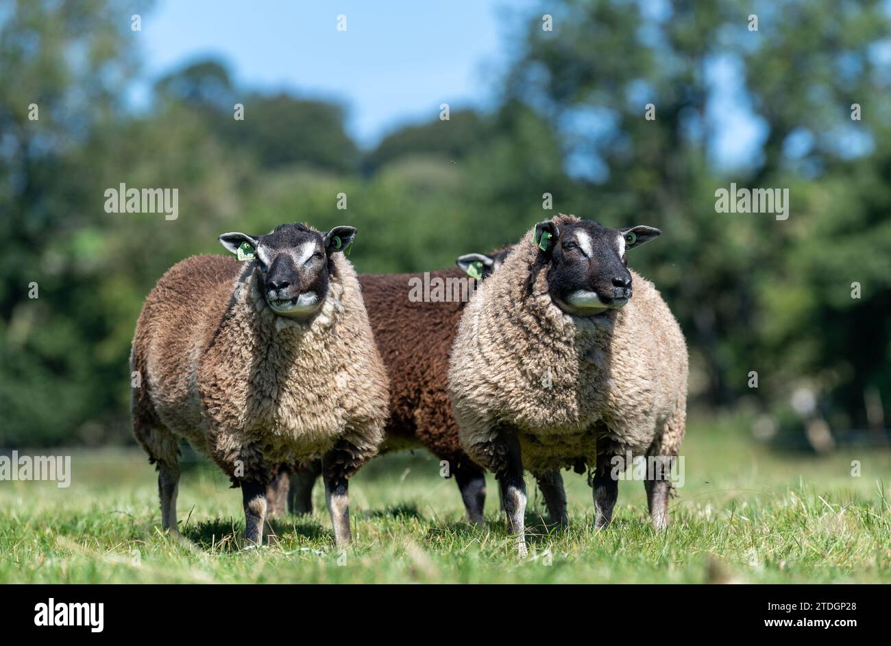Badger Faced Texel sheep, a Dutch breed imported into the UK. Stock Photo