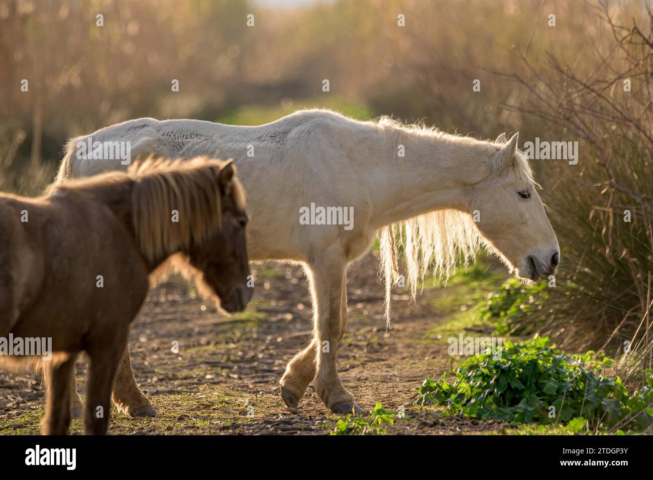 Two brown and one white horse hi-res stock photography and images - Alamy