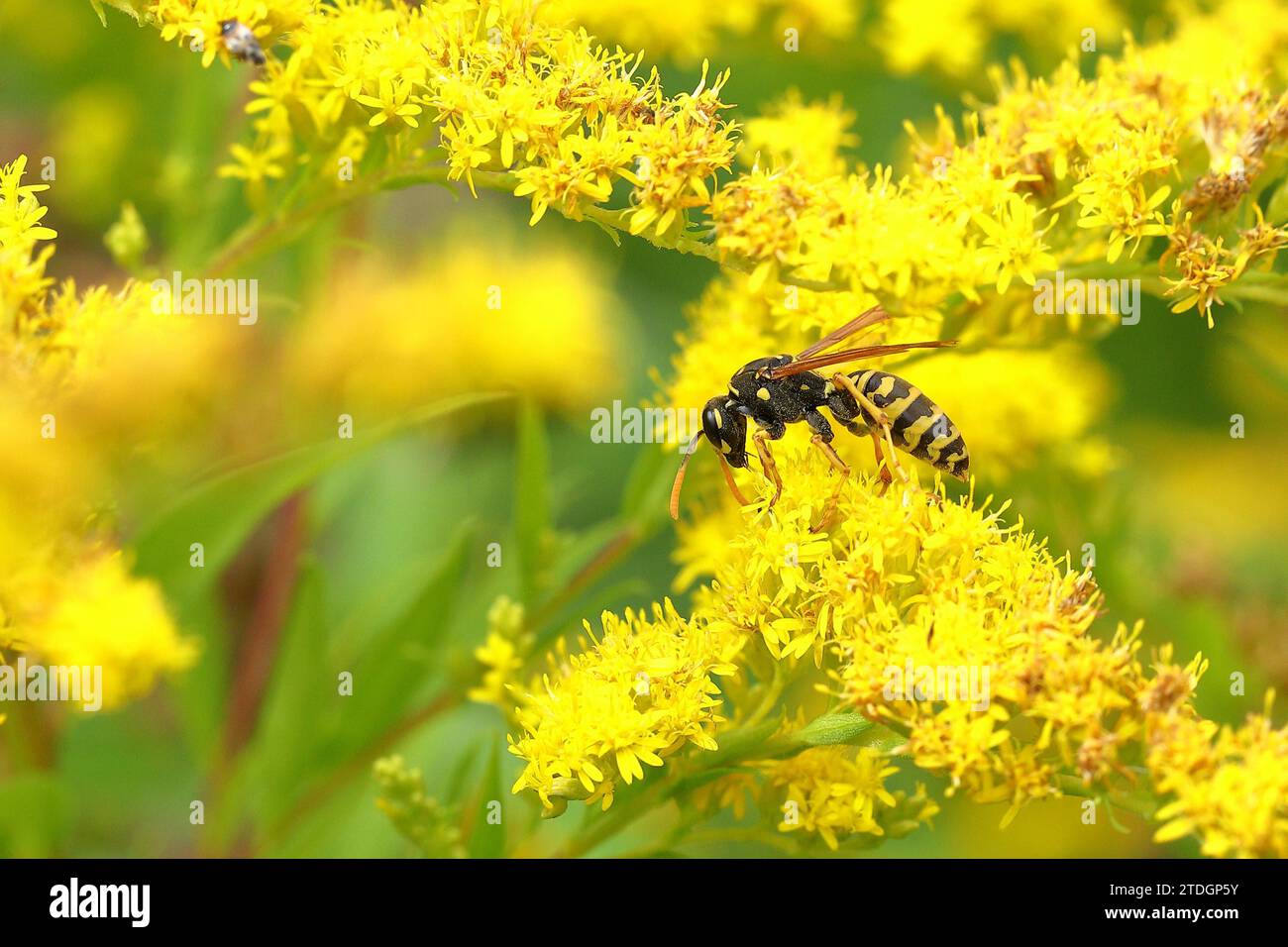 European paper wasp (Polistes dominulus), on a goldenrod (Solidago) flower, Wilden, North Rhine-Westphalia, Germany Stock Photo