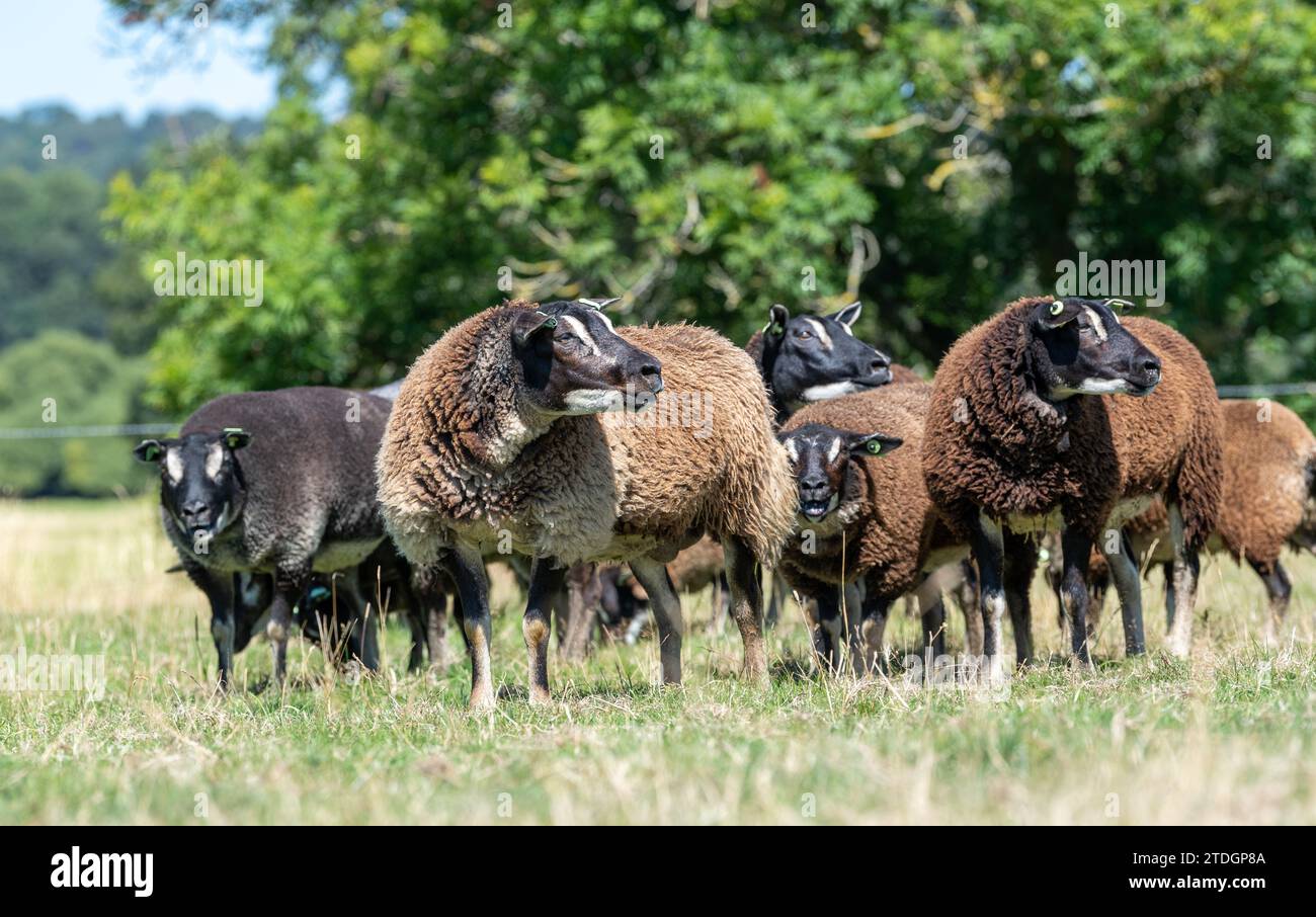 Badger Faced Texel sheep, a Dutch breed imported into the UK Stock ...