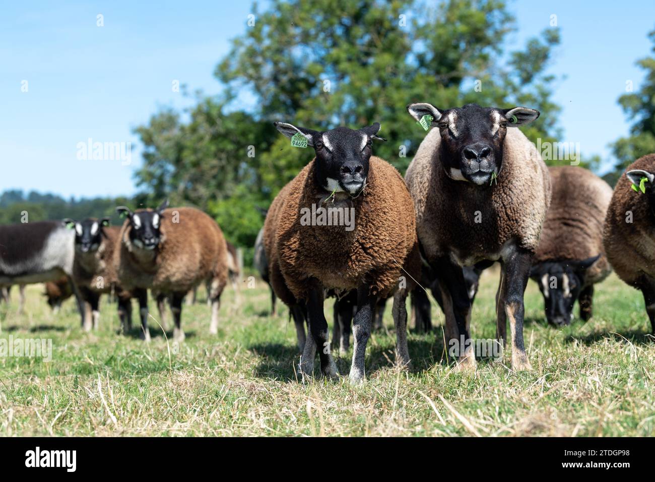 Badger Faced Texel sheep, a Dutch breed imported into the UK. Stock Photo