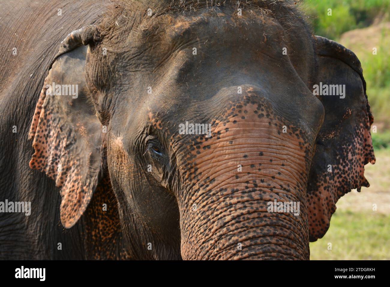 The Asian elephant, life expectancy: 48 years, length: 5.5 - 6.5 m (adult, including trunk, body length), height: 2.8 m (male) Stock Photo
