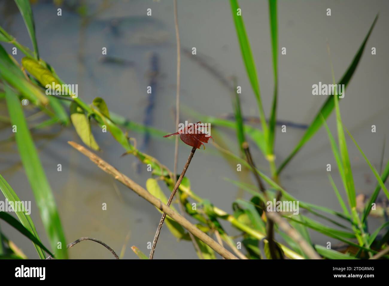 dragonfly sits on a plant, red dragonfly, Thailand Stock Photo - Alamy