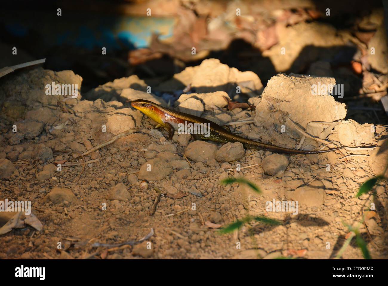 Eutropis multifasciata,Mabuya,This is the name of this pretty skink, which can reach a total length of around 30 cm, Thailand Stock Photo