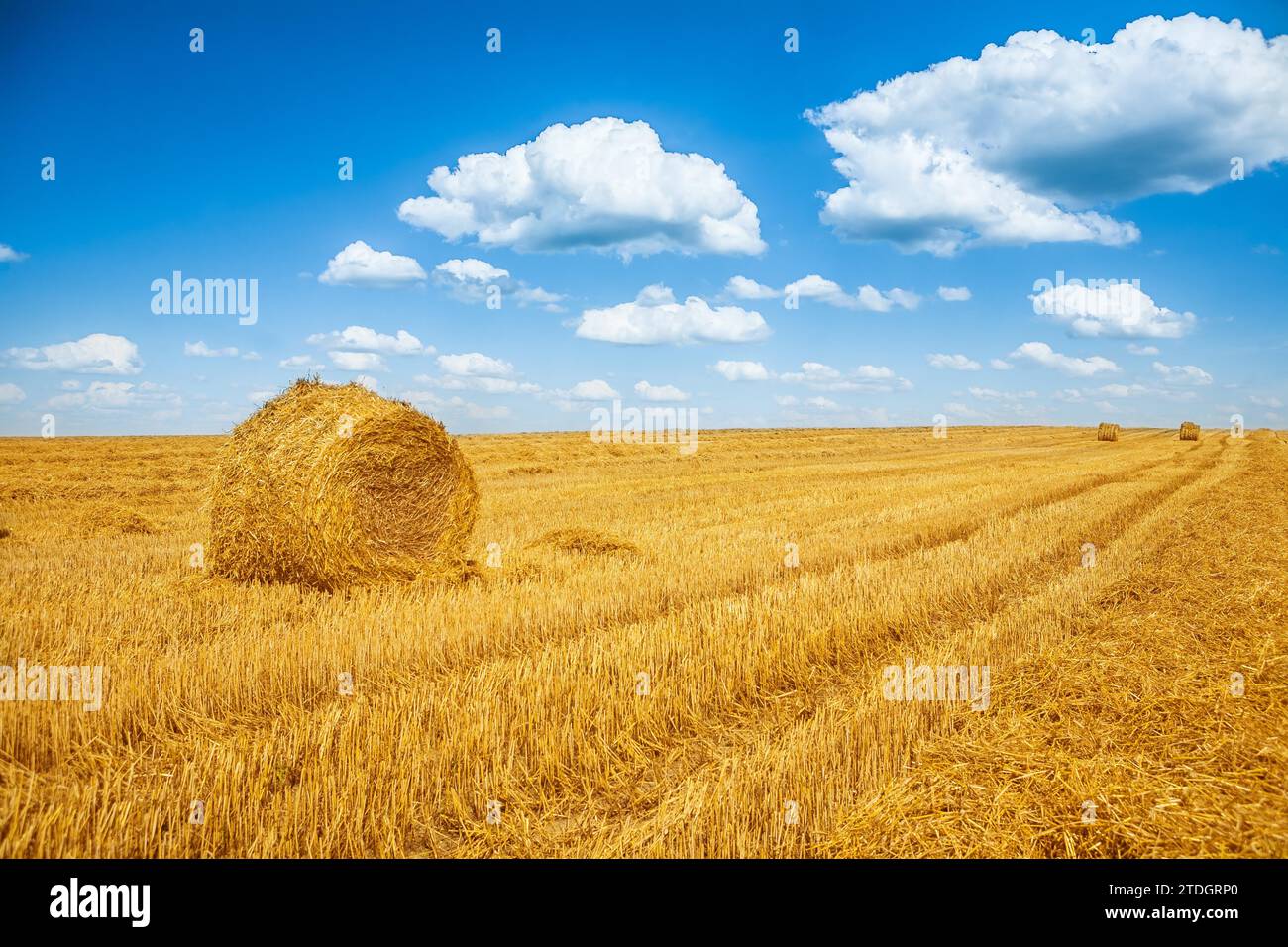 Straw bales on a harvested field and blue sky Stock Photo - Alamy