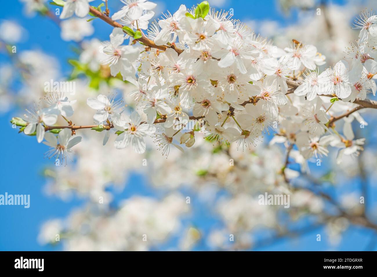 Big branch of blossoming cherry tree on sky instagram style Stock Photo