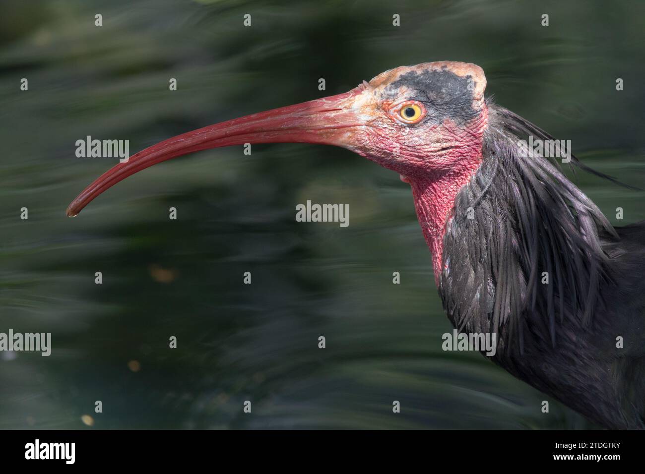 Side face with red beak Geronticus eremita, Hermit ibis Waldrapp Stock Photo