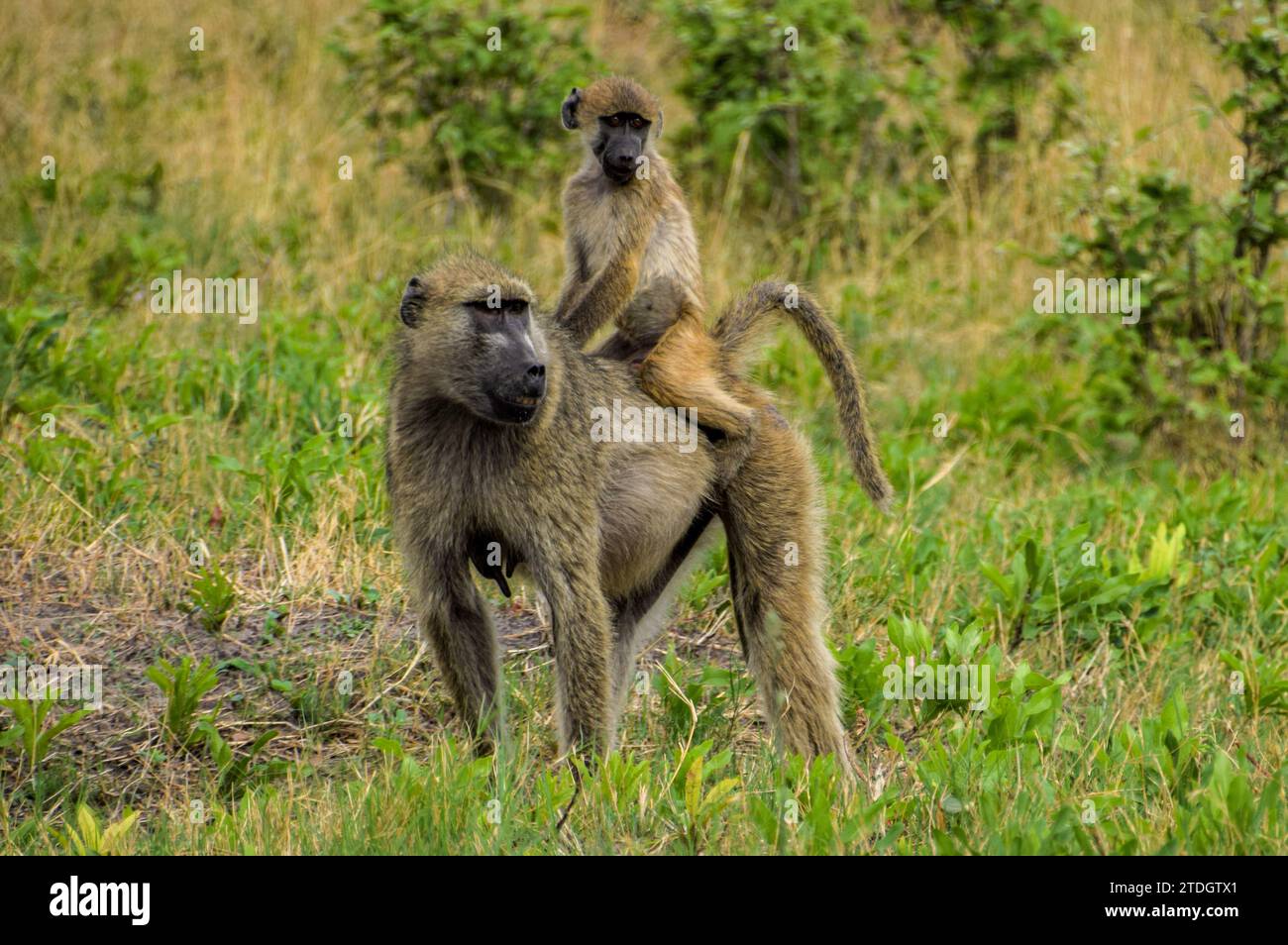 Cape Baboon Also Known As Chacma Baboon Mother With Her Baby In A cape-baboon-also-known-as-chacma-baboon-mother-with-her-baby-in-a