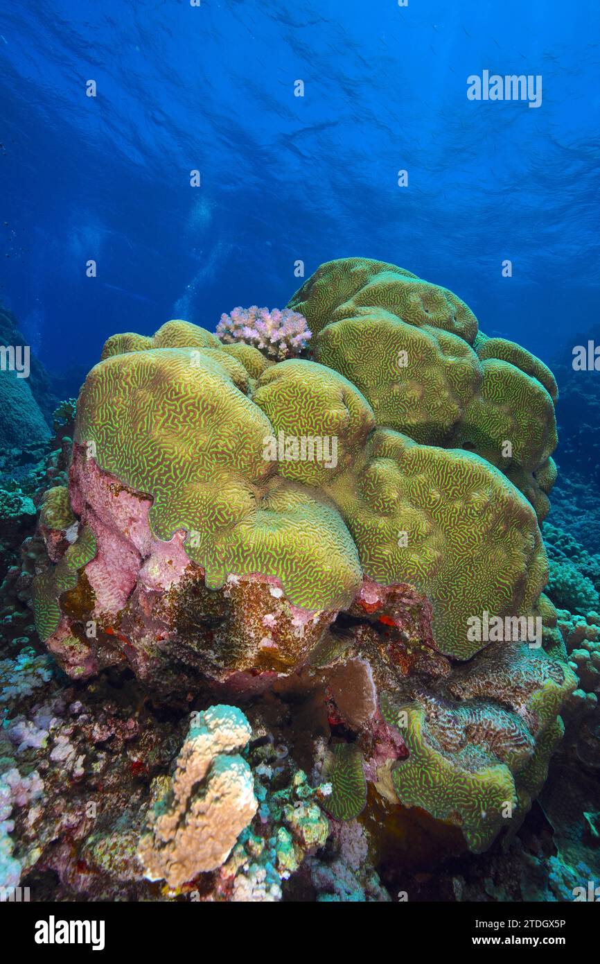 Rough brain coral (Platygyra daedalea), dive site Sataya Reef, Red Sea, Egypt Stock Photo