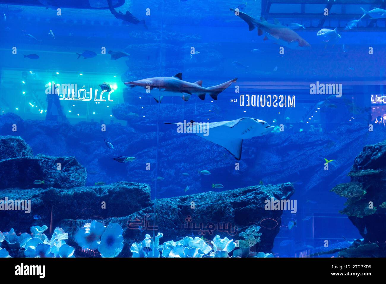 Dubai, United Arab Emirates. 18th Dec, 2023. Visitors watch wild fish in an aquarium located in Dubai Mall, with reflections of shop windows on aquarium glass in central Dubai. Credit: Dominika Zarzycka/Alamy Live News Stock Photo
