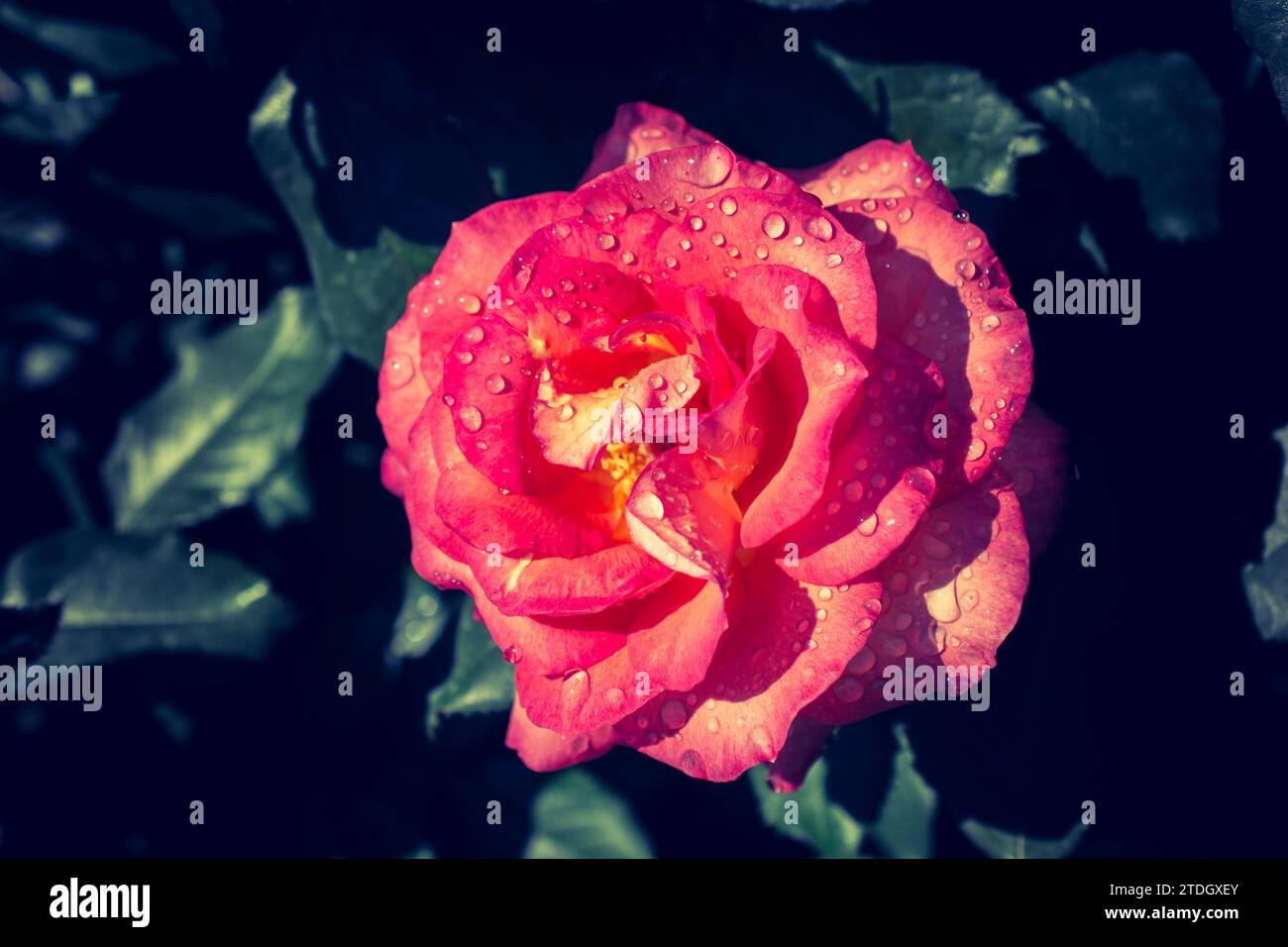 Rose bud water drops hi-res stock photography and images - Alamy