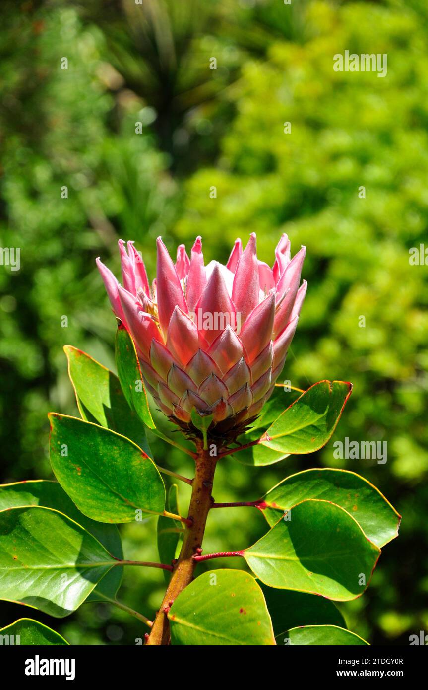 King Protea 'Protea cynaroides' the largest flower in the protea family a native species from South Africa coming into bloom in the Abbey Gardens on t Stock Photo