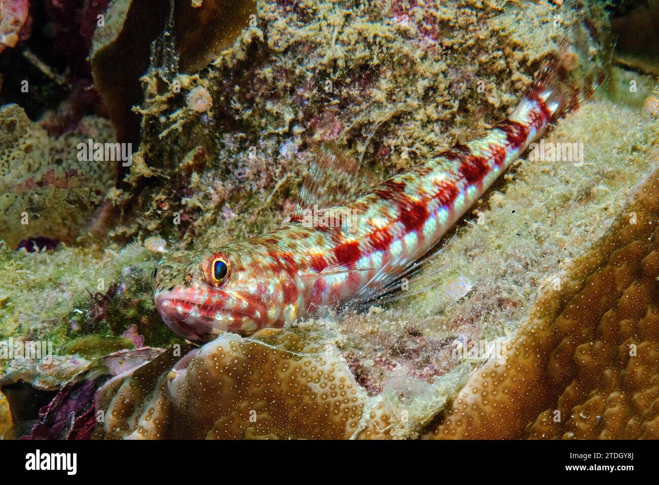 Variegated lizardfish (Synodus variegatus) lies between stony corals (Acropora) in coral reef, West Pacific, Pacific Ocean, Yap Island, Yap State Stock Photo
