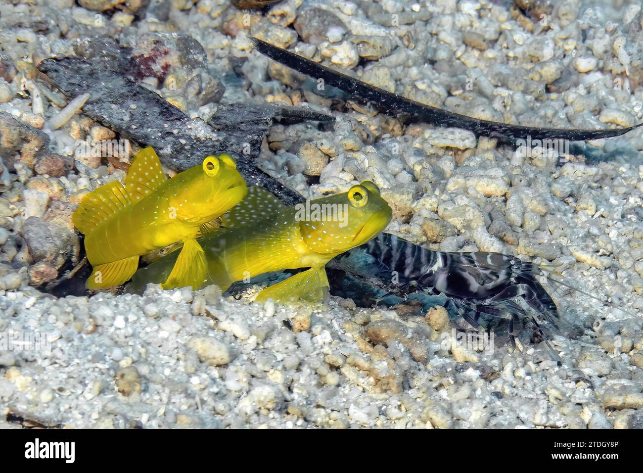 Close-up of symbiotic behaviour of pair of yellow prawn-goby (Cryptocentrus cinctus) and marbled crab (Alpheus rapax) sitting on sandy bottom in Stock Photo