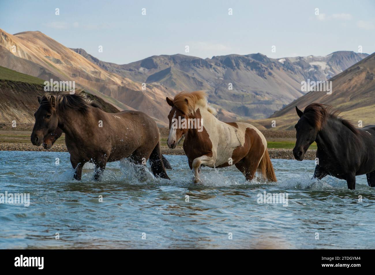 Islandpferde bei der Durchquerung eines Flusses im isländischen Hochland Stock Photo