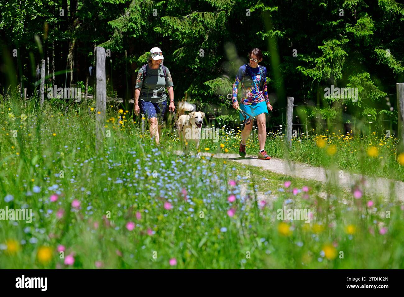 Herb hiking guide (Sylvia) Schmuck and gardening engineer Tina Robok on a hiking tour, Glapfalm, Reit im Winkl, Chiemgau, Upper Bavaria, Bavaria Stock Photo