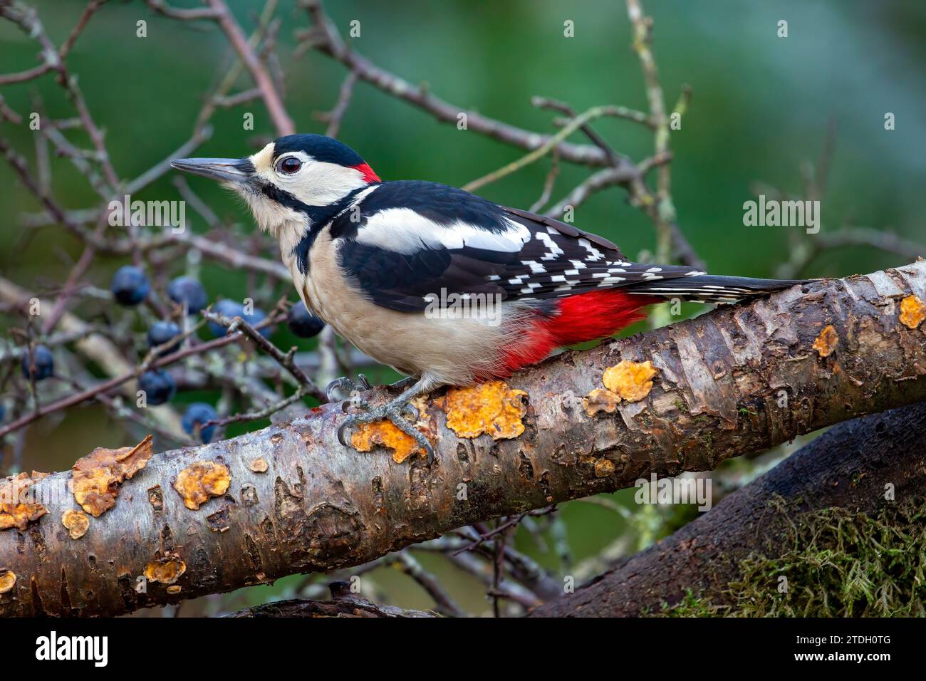 Adult Male Great Spotted Woodpecker Stock Photo