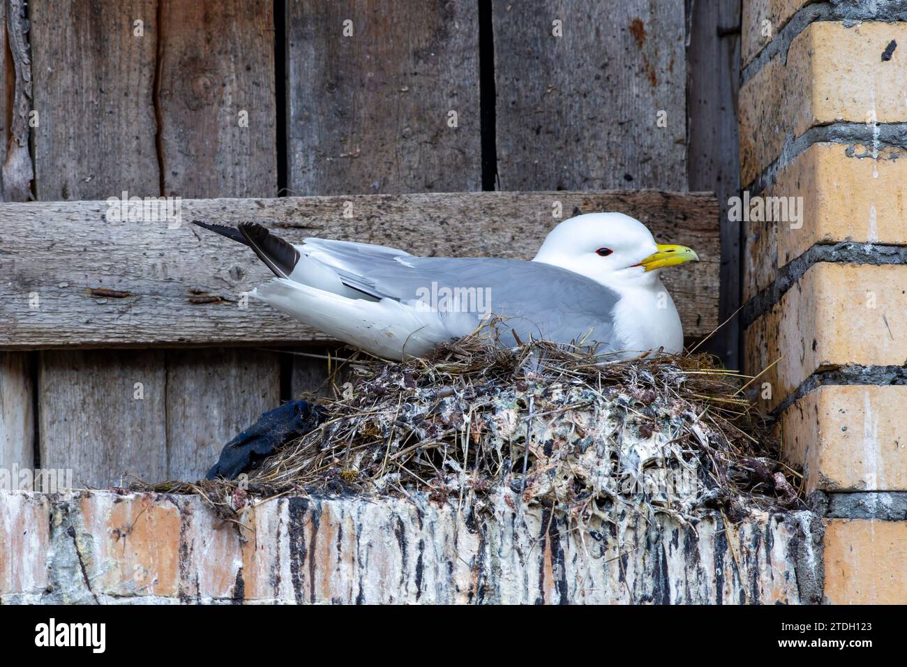 Kittiwake nesting at abandoned arctic settlement (Pyramiden Stock Photo ...