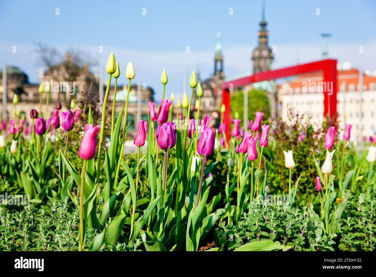 Thanks to the greening of Dresden's Postplatz, which was prompted by public protests, visitors can now also enjoy spring there Stock Photo