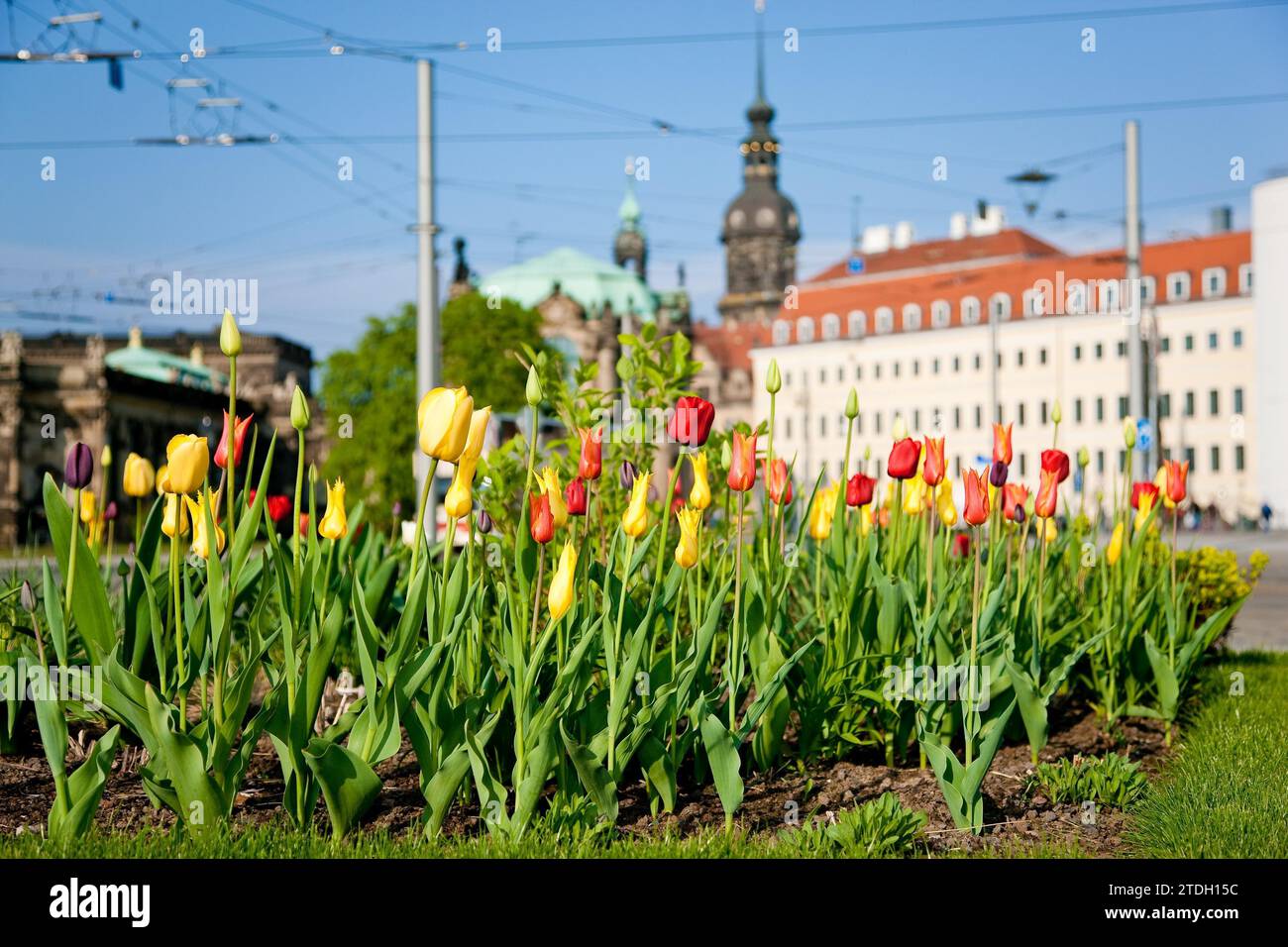 Thanks to the greening of Dresden's Postplatz, which was prompted by public protests, visitors can now also enjoy spring there Stock Photo