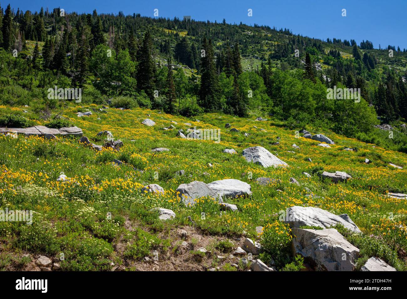 Summer wildflower bloom in Albion Basin in Little Cottonwood Canyon by Salt Lake City, Utah. Stock Photo