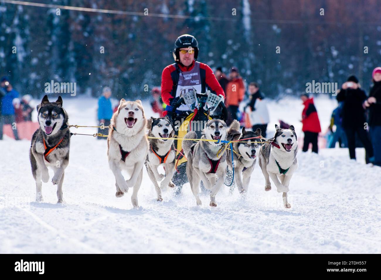 Sled dog race in Nassau Erzgeb Stock Photo - Alamy