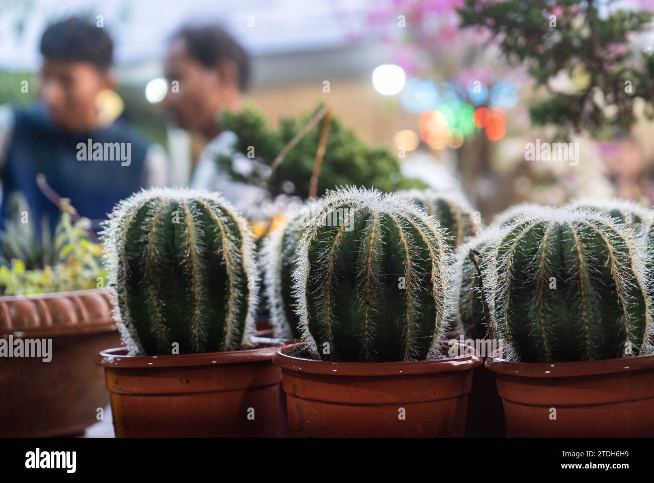 Plant diversity showcase hires stock photography and images Alamy