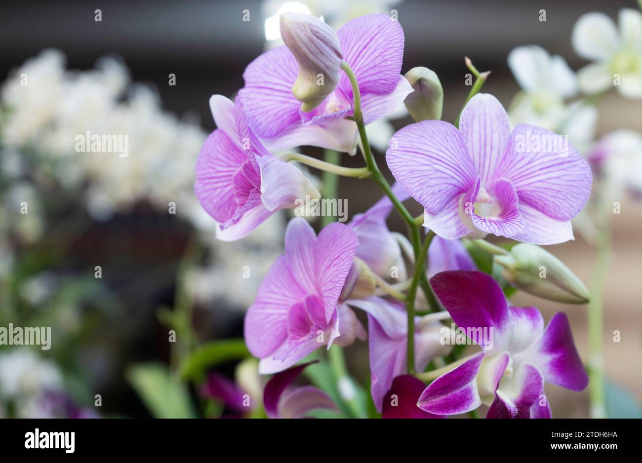 December 18, 2023 Flower plants are displayed in a stall in an