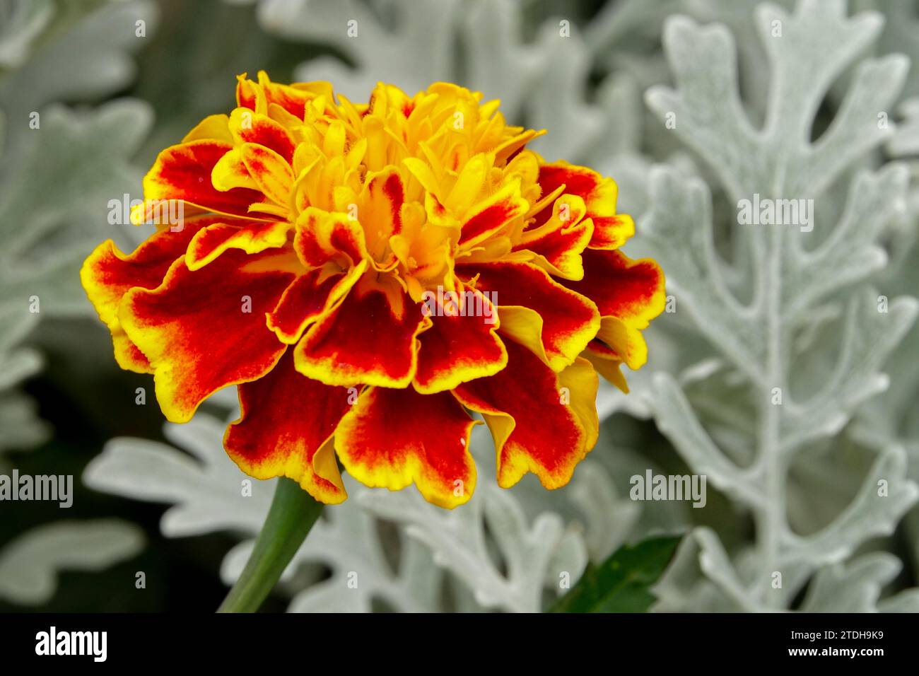 Red yellow Marigold flower Stock Photo