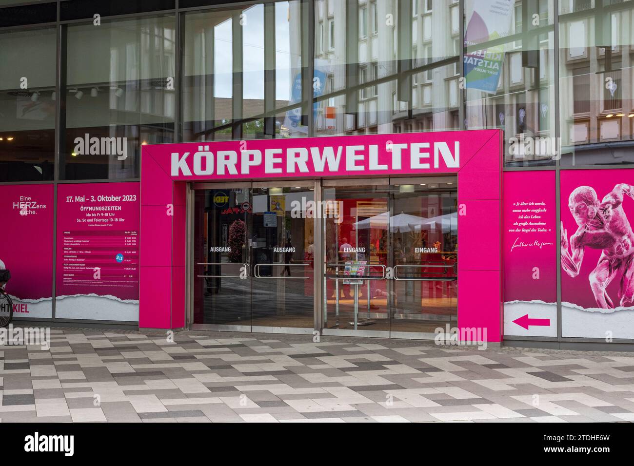The Körperwelten exhibition (Body Works) in Kiel, Germany. Stock Photo