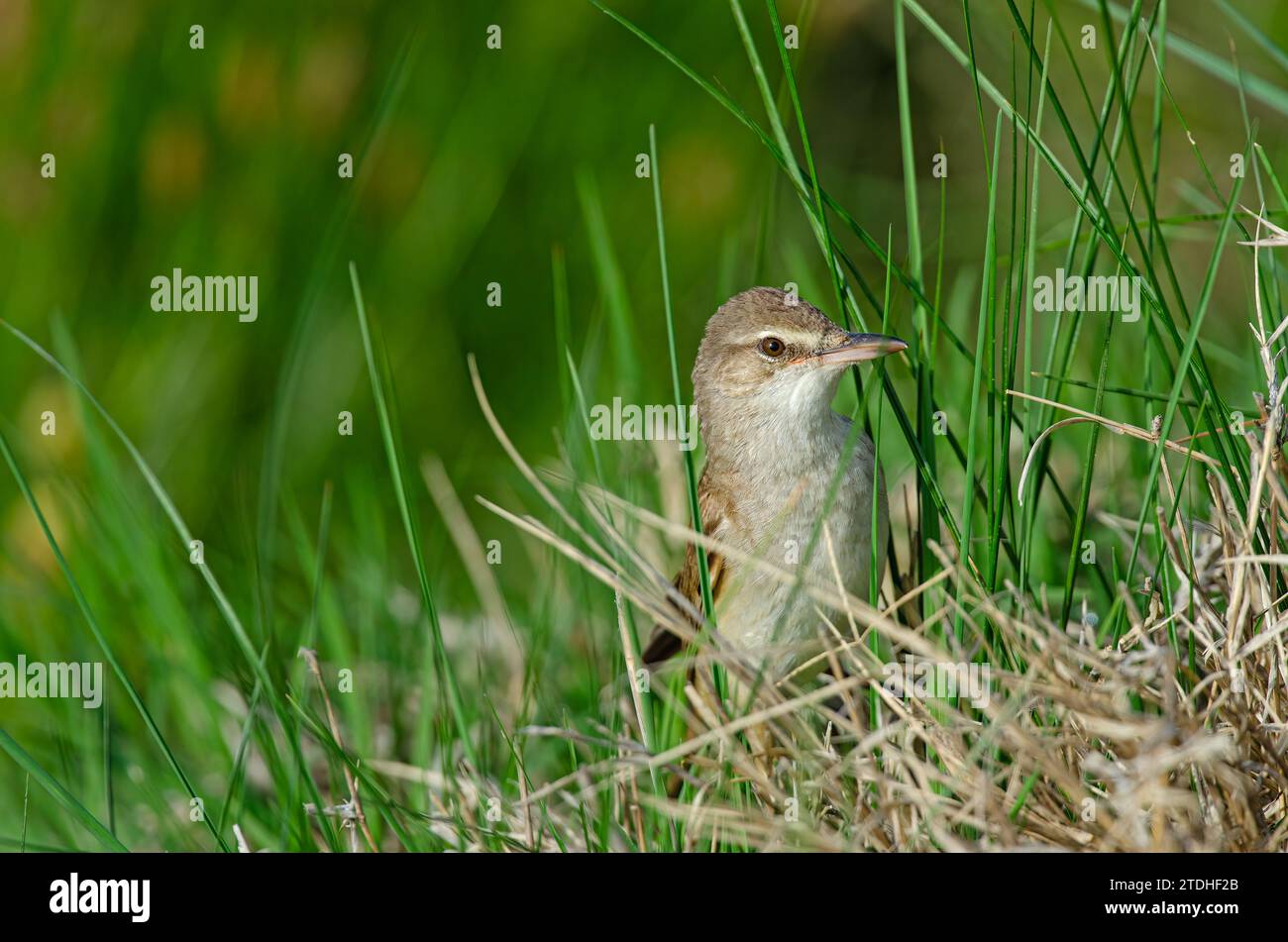 Great Reed Warbler (Acrocephalus arundinaceus), closeup of the bird