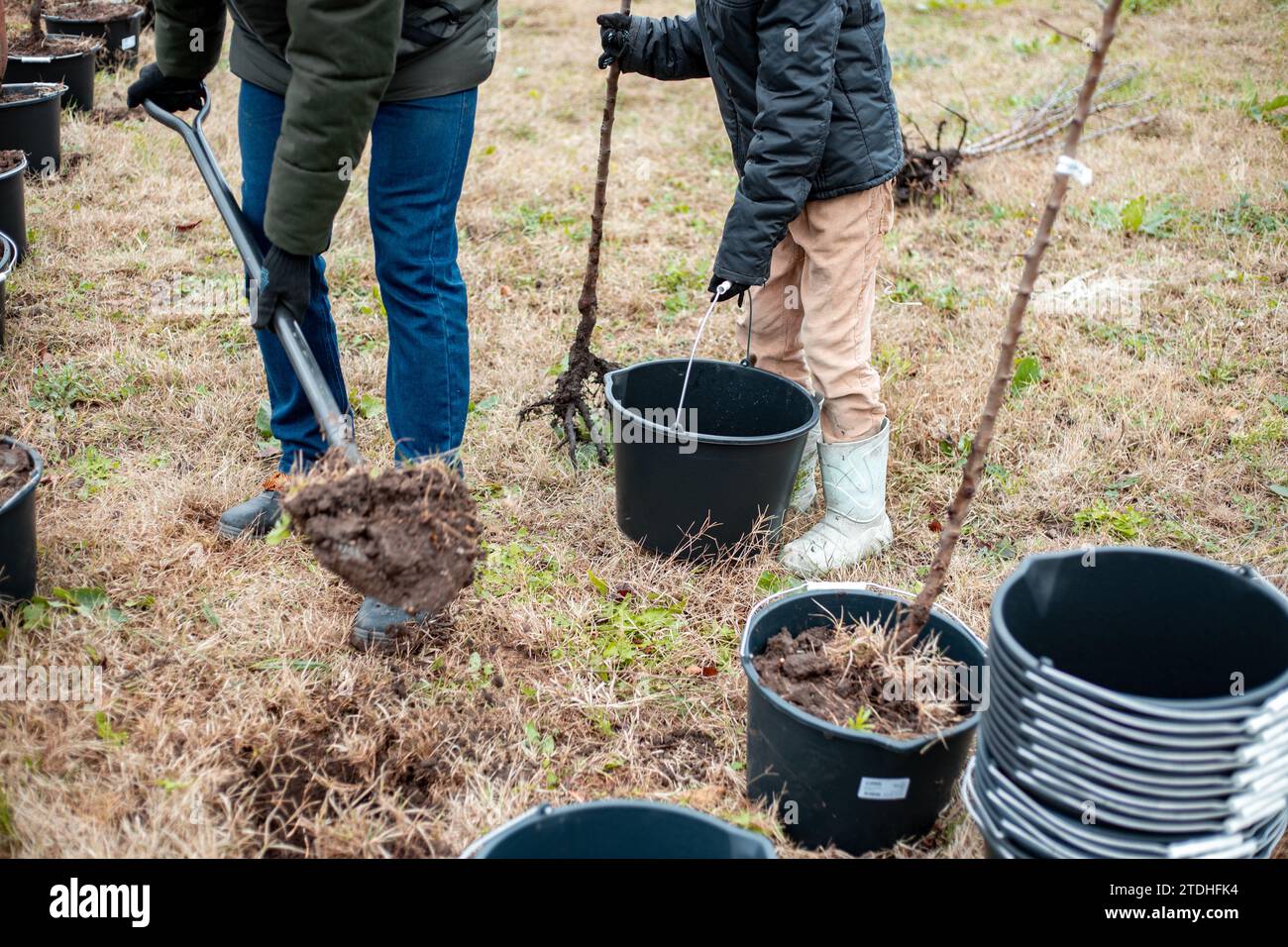 Father and son plant young fruit trees in growing containers. Planting a nursery of seedlings on a rural field. Family business. Stock Photo