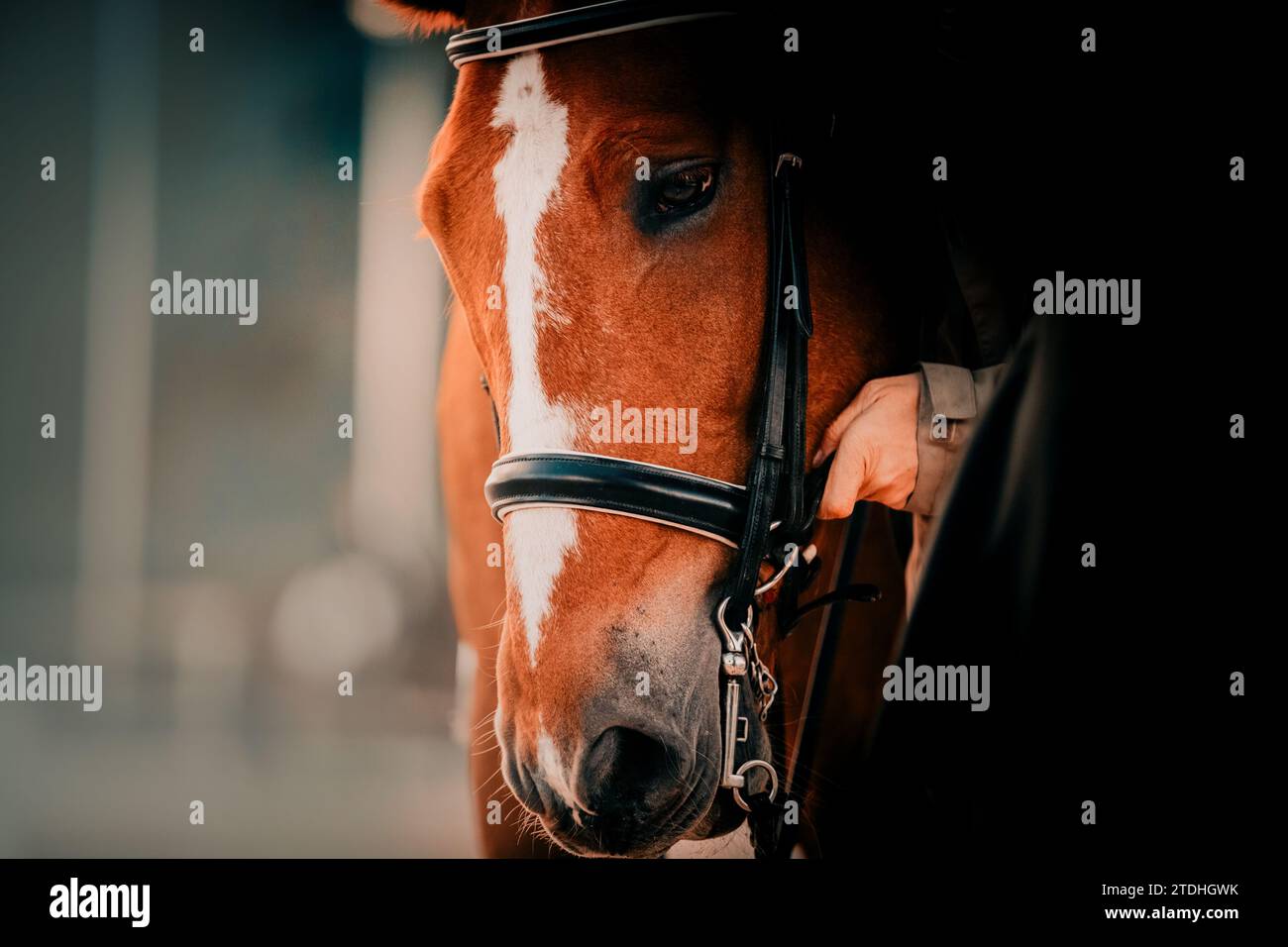 Portrait of a sorrel horse, which a horse breeder puts a leather bridle on its muzzle. Equestrian sports and sports equipment. Horse riding. Stock Photo